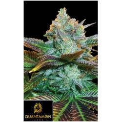 QUANTAMON SEEDS -  QUINTAKUSH FEM - 3 SEEDS