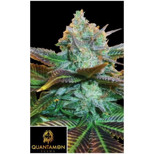 QUANTAMON SEEDS -  QUINTAKUSH FEM - 3 SEEDS