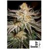 THE CALI CONNECTION - 818 HEADBAND AKA SOUR OG FEM - 6 SEMI
