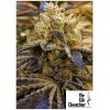THE CALI CONNECTION - ALIEN OG FEM - 6 SEMI