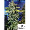 THE CALI CONNECTION - BLUE DREAM HAZE FEM - 6 SEMI