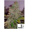 THE CALI CONNECTION - BUDDHA TAHOE OG FEM - 6 SEMI