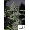 THE CALI CONNECTION - CHEM 4 OG FEM - 6 SEMI