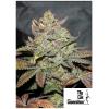 THE CALI CONNECTION - GIRLS SCOUT COOKIES AUTO - 6 SEMI