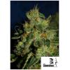 THE CALI CONNECTION - GREEN CRACK FEM - 6 SEMI