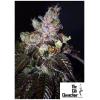 THE CALI CONNECTION - ISLAND PUNCH AUTO - 6 SEMI