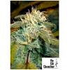 THE CALI CONNECTION - JAMAICAN OG FEM - 6 SEMI