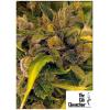 THE CALI CONNECTION - LA COOKIES FEM - 6 SEMI