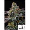 THE CALI CONNECTION - LARRY OG KUSH FEM - 6 SEMI