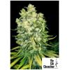 THE CALI CONNECTION - ORIGINAL SOUR DIESEL FEM - 6 SEMI