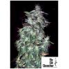 THE CALI CONNECTION - PURPLE CRACK FEM - 6 SEEDS