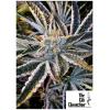 THE CALI CONNECTION - THE GOLD LINE - FRUIT TREE FEM - 6 SEEDS