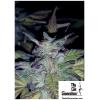 THE CALI CONNECTION - FIRE OG FEM - 6 SEMI