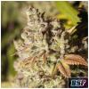 BSF - GORILLA KINGDOM GLUE #4 FEM - 2 SEMI