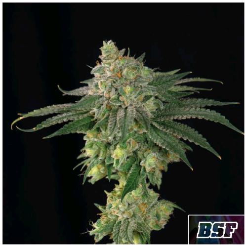 BSF - LEBRON HAZE FEM - 2 SEMI