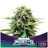 BSF - MOBY-D FEM - 2 SEEDS