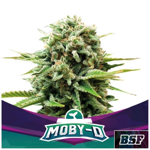 BSF - MOBY-D FEM - 12 SEEDS
