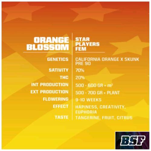 BSF - ORANGE BLOSSOM FEM - 4 SEEDS