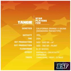 BSF - TANGIE FEM - 2 SEMI