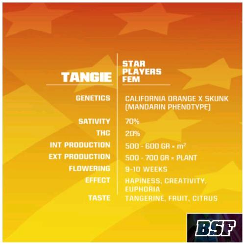 BSF - TANGIE FEM - 2 SEMI