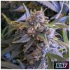 BSF - PINEAPPLE LARRY OG FEM - 7 SEMI