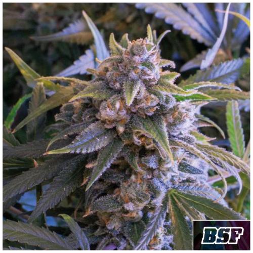 BSF - PINEAPPLE LARRY OG FEM - 4 SEEDS