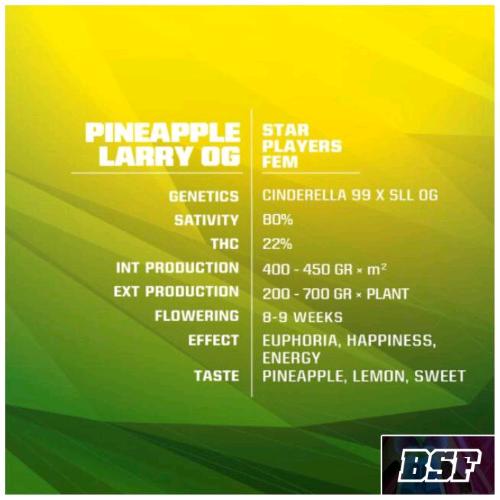 BSF - PINEAPPLE LARRY OG FEM - 4 SEEDS