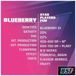 BSF - BLUEBERRY FEM - 7 SEMI