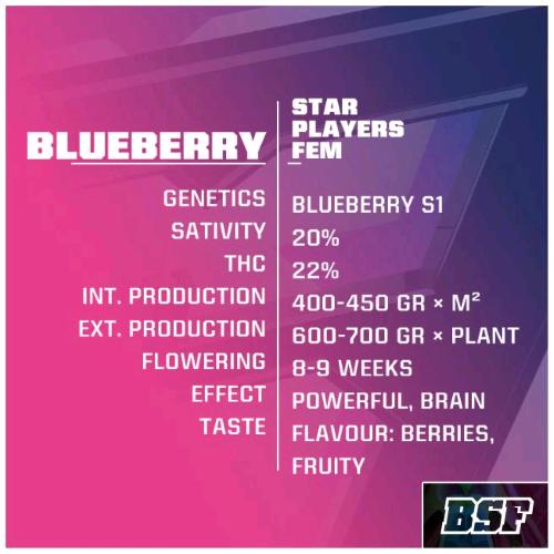 BSF - BLUEBERRY FEM - 7 SEMI