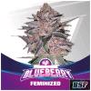 BSF - BLUEBERRY FEM - 2 SEMI