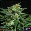 BSF - LEBRON HAZE AUTO - 2 SEMI