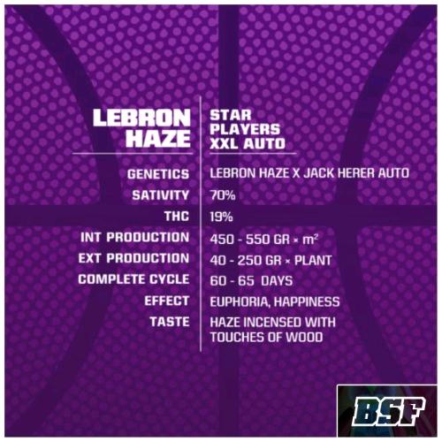 BSF - LEBRON HAZE AUTO - 7 SEEDS