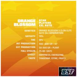 BSF - ORANGE BLOSSOM XXL AUTO - 12 SEMI