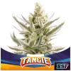 BSF - TANGIE XXL AUTO - 2 SEMI
