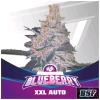 BSF - BLUEBERRY XXL AUTO - 12 SEMI