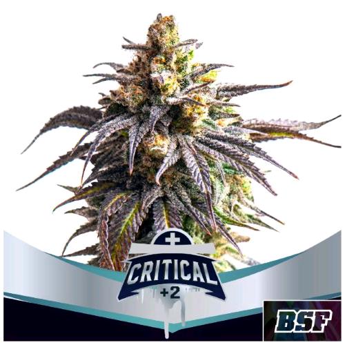 BSF - CRITICAL +2 XXL AUTO - 4 SEMI