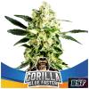 BSF - GORILLA GLUE FAST FEM - 2 SEMI