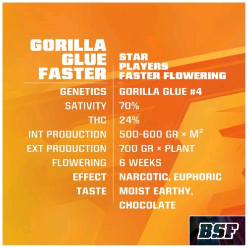 BSF - GORILLA KINGDOM FASTER FEM - 7 SEMI