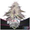 BSF - WHITE GORILLA FEM - 4 SEEDS