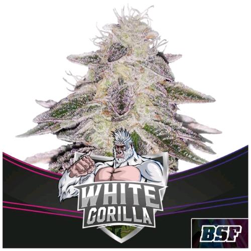 BSF - WHITE GORILLA FEM - 7 SEEDS