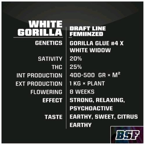 BSF - WHITE GORILLA FEM - 7 SEEDS