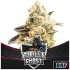 BSF - GORILLA GHOST FEM - 4 SEEDS