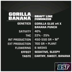 BSF - GORILLA BANANA FEM - 7 SEMI