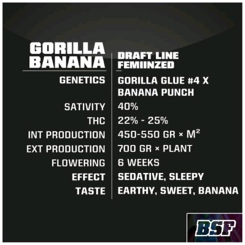 BSF - GORILLA BANANA FEM - 7 SEMI