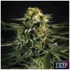 BSF - GREEN TIGER FAST FEM - 4 SEEDS