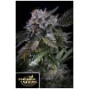 PARADISE SEEDS - WHITE NOISE FEM - 5 SEMI