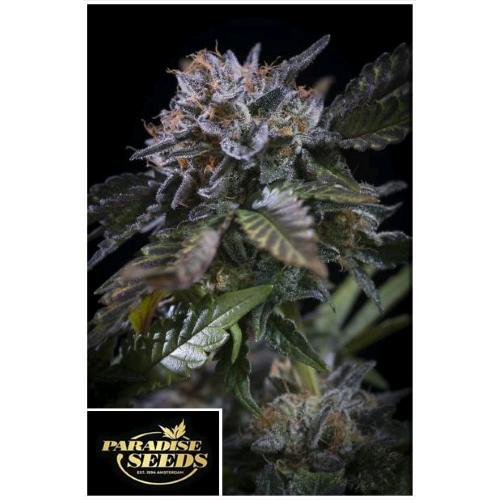 PARADISE SEEDS - WHITE NOISE FEM - 10 SEMI