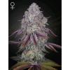 GREEN HOUSE - PERSIAN PIE FEM  - 1 SEME