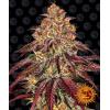 BARNEY'S FARM -  MIMOSA X ORANGE PUNCH AUTO - 5 SEEDS