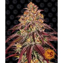 BARNEY'S FARM -  MIMOSA X ORANGE PUNCH AUTO - 10 SEEDS - 2 PACKE + 1 FREE